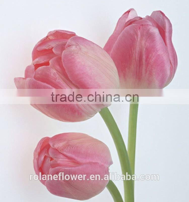 names of flowers large head bright pink tulip used for decoration