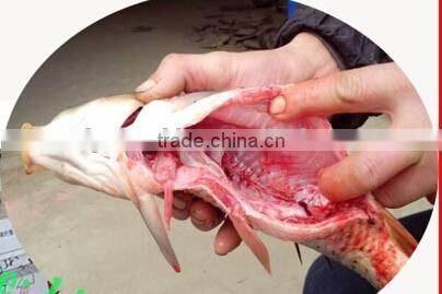 Fish cleaning scaling gutting fish cleaning machine /fish viscera remover 0086-15981835029