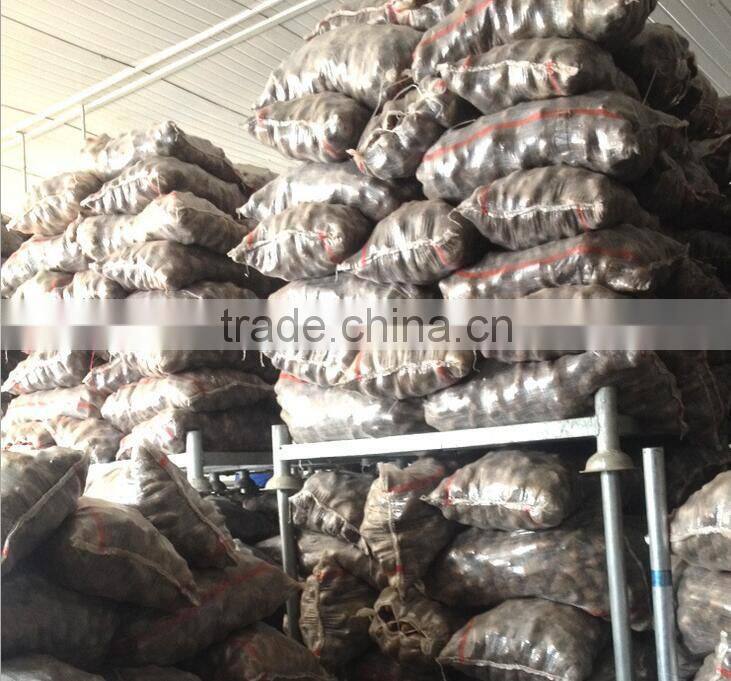fresh fiji taro cheap price
