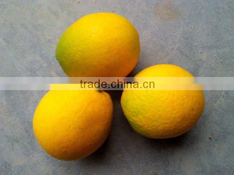 Best Quality Navel Orange