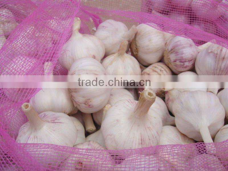 new garlic price