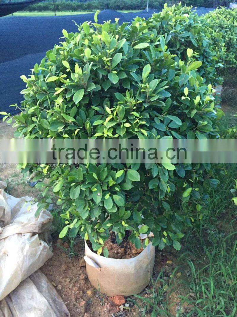 ornamental Golden Ficus microcarpa