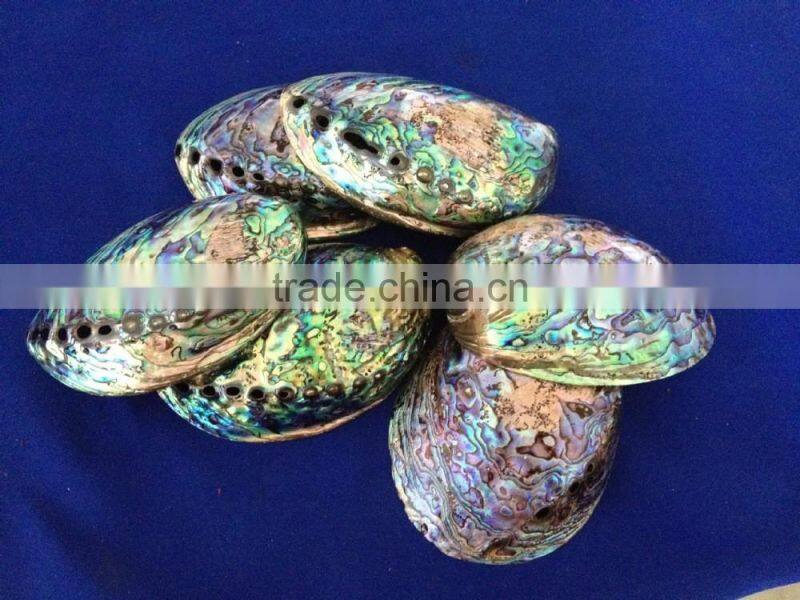 Raw haliotis iris polished abalone shell crafts