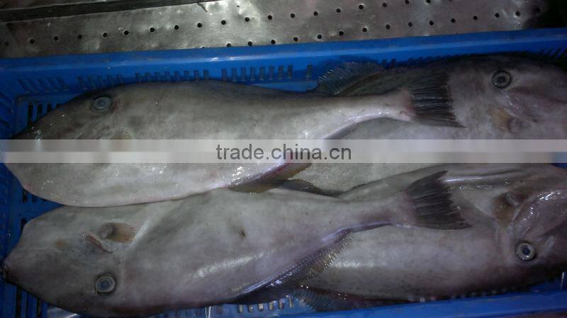 Frozen Leather Jacket Fish Whole Round