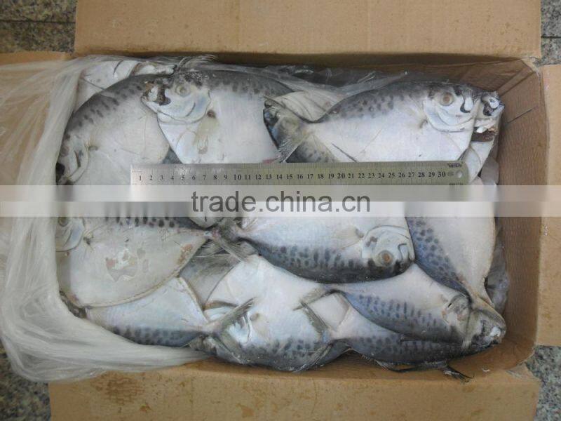 frozen moonfish 150-200g/pc BQF two block whole round Mene Maculata