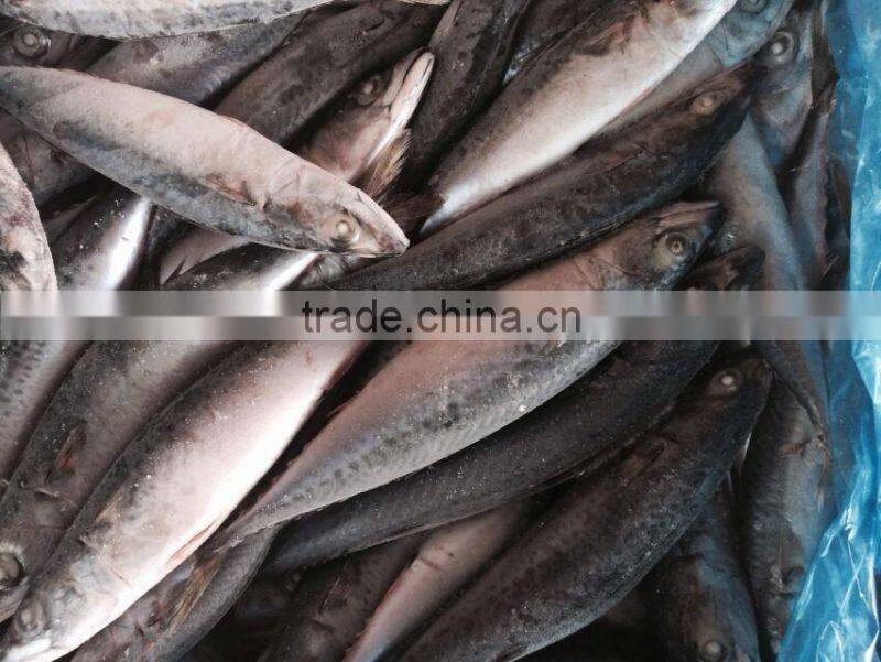 iran fish frozen mackerel