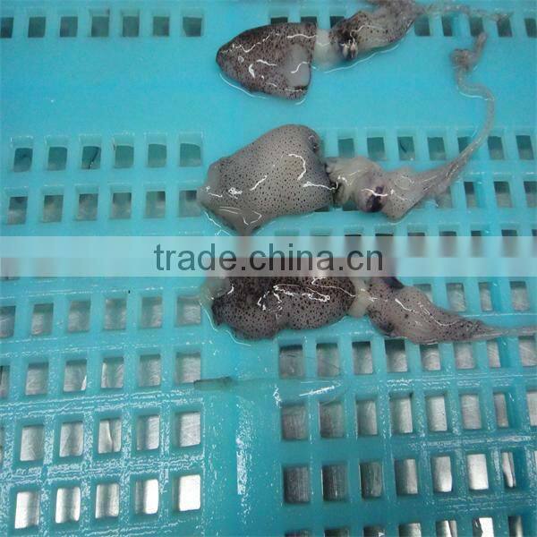 new season iqf boneless cooking squid