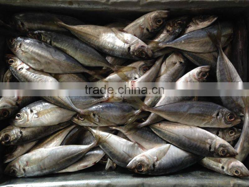 2016 High Quality Frozen Horse Mackerel