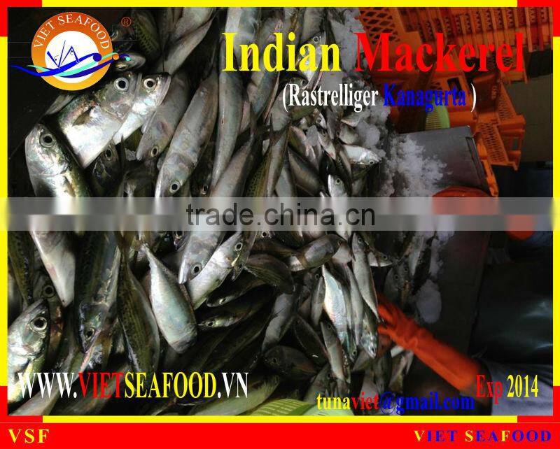 FROZEN W/R INDIAN MACKEREL