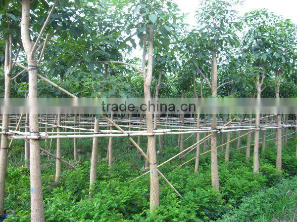 Tabebuia flower outdoor plants