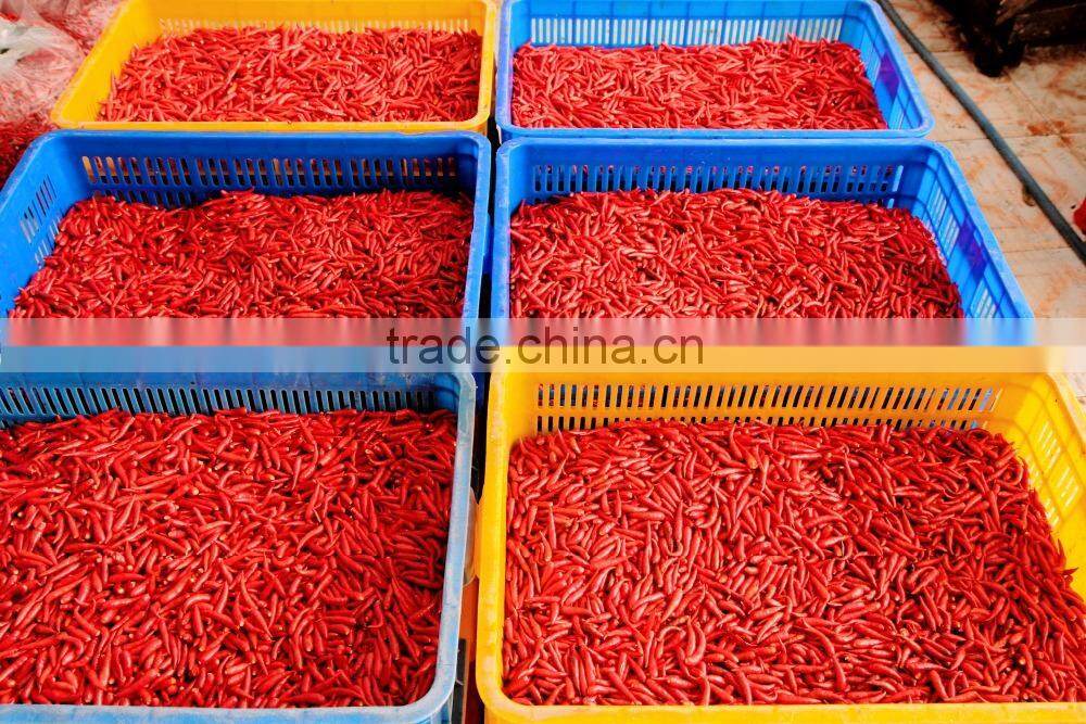 Big Red Chili exporting Vietnam