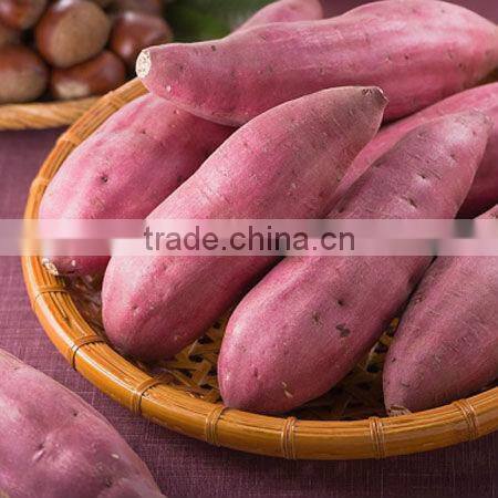 FRESH YELLOW & PURPLE SWEET POTATO PREMIUM QUALITY
