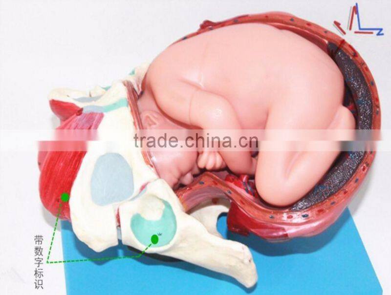 Training model of fetal production process in the model of term fetus