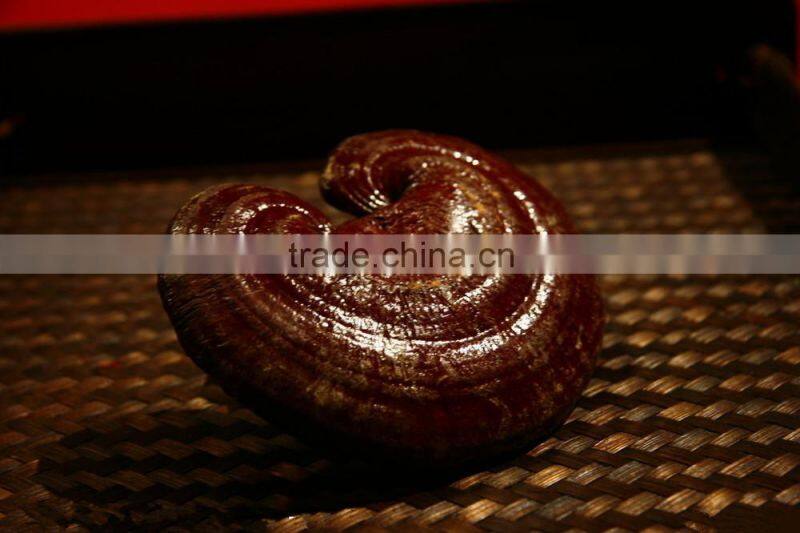 100 Pure and natural Lingzhi mushroom herb oil,Chinese well-know herb