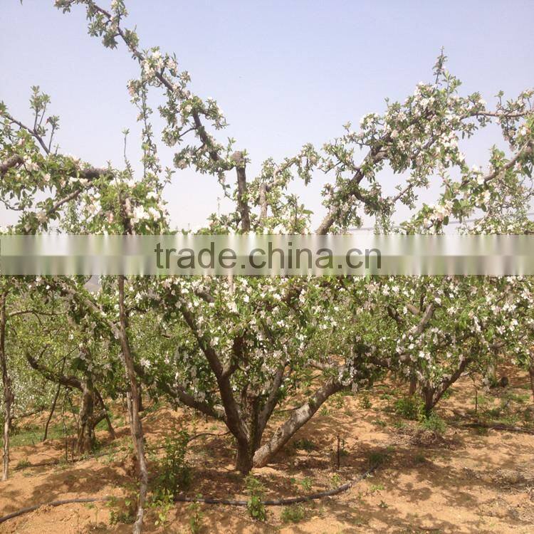 chinese red fuji apple