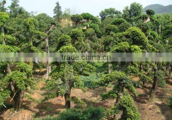 Outdoor plant Ulmus pumila seedling