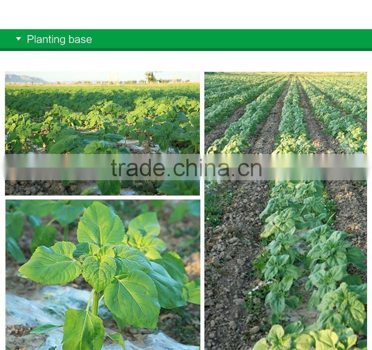 Wholesale Chinese organic pumpkin seeds without shell grade AAA