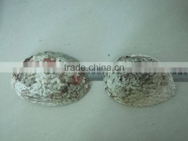 Green new zealand paua abalone shell raw material