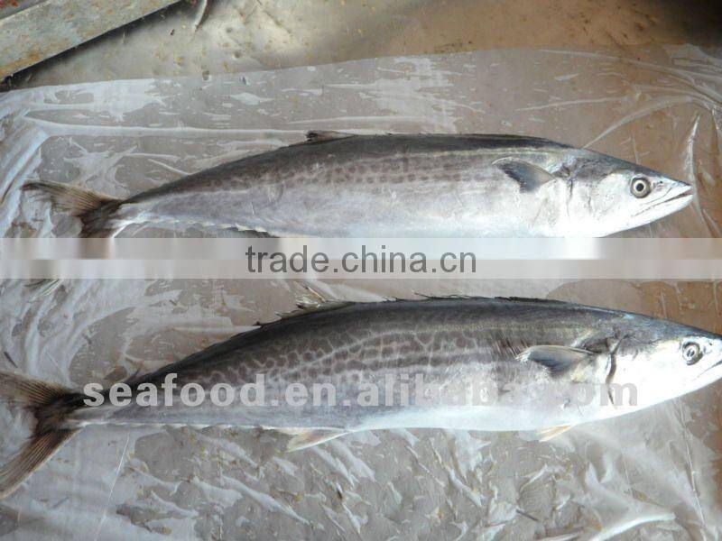 Frozen Spanish mackerel,New Arrivals