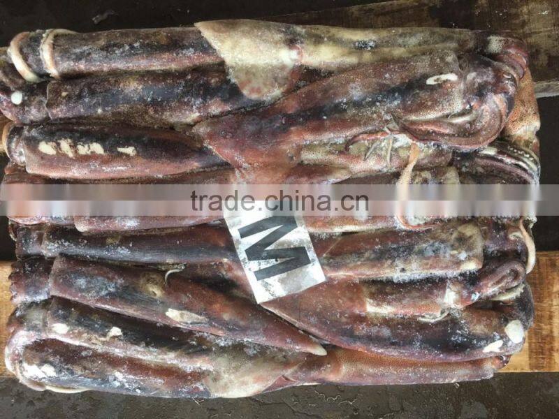 M Frozen Squid 200-300G Frozen Illex Squid