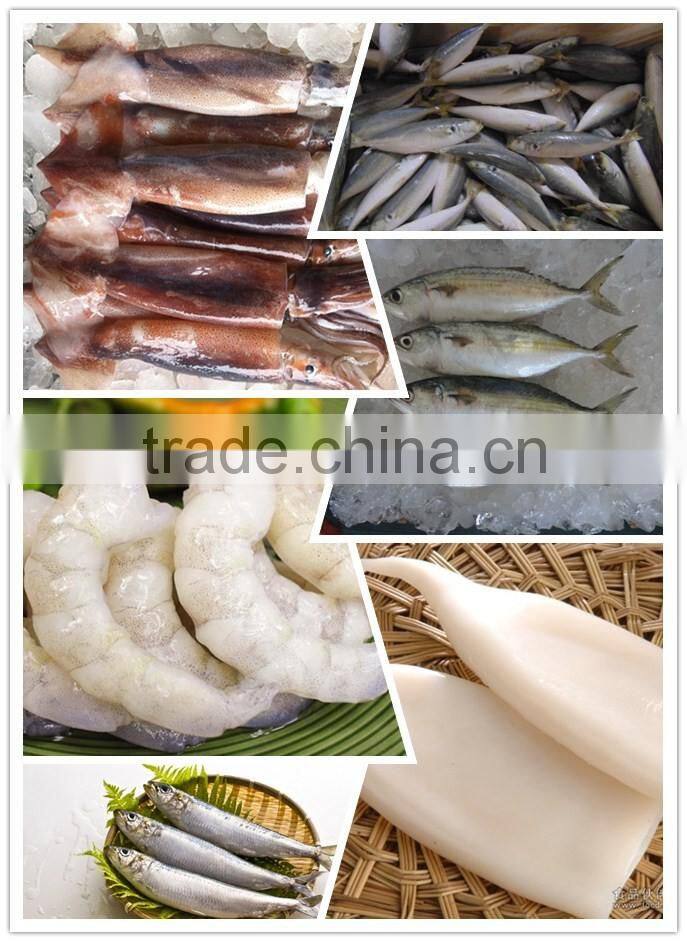 frozen giant squid fillet