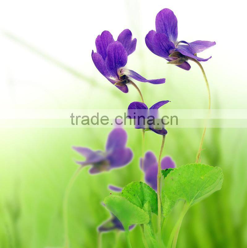 50x50 oil group painting