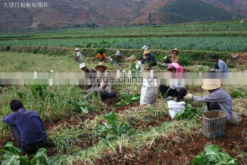 shandong new garlic price of sale