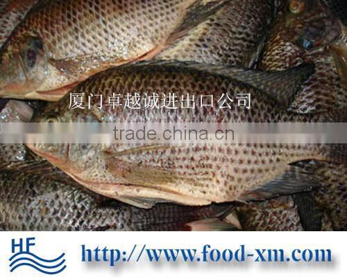 whole round Taiwan tilapia on sale