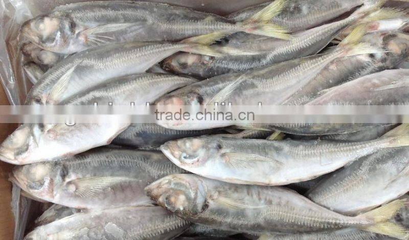 Frozen fish horse mackerel 25cm+