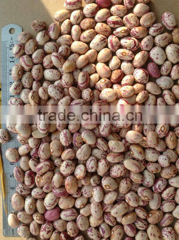 chinese Beans 2014 new crop;