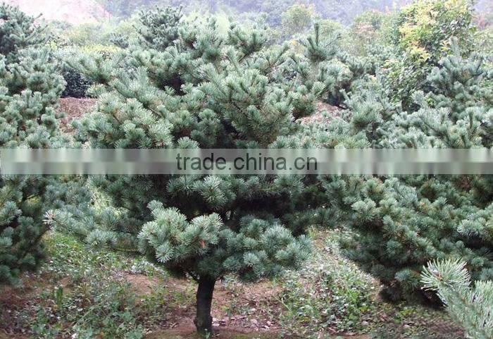 The decoration plant Pinus parviflora seedling