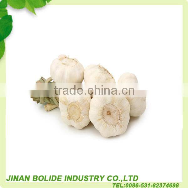 China fresh normal white garlic can provide