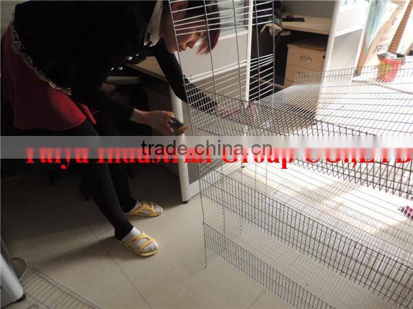 TAIYU Foreign Agent Farm Quail Visit Customers Every Year