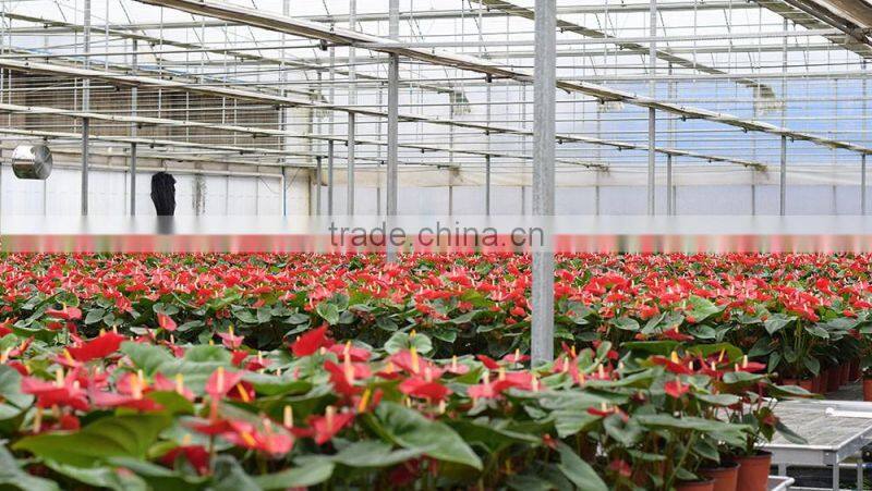 Hot Sale PC Sheet Flower Greenhouse