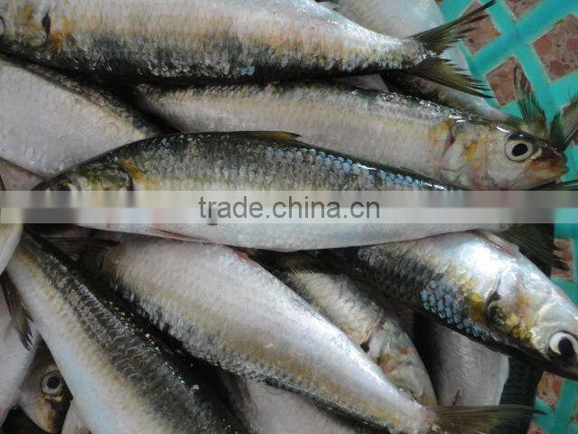 cheap sea frozen sardine fish