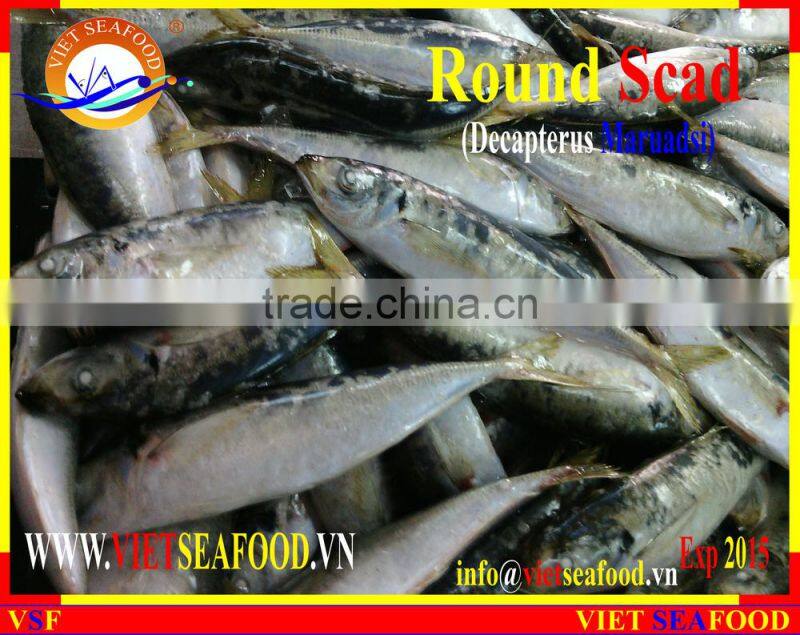 FROZEN WHOLE ROUND MARUADSI (ROUND SCAD)