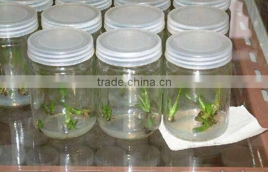 Tissue culture bottle