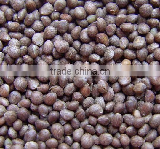 China Perilla Seed Brown, 2014 Crop