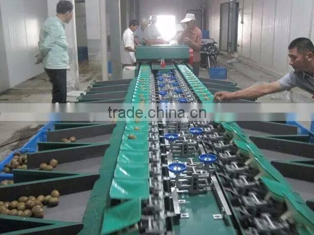 Electronic fruit sorting machine