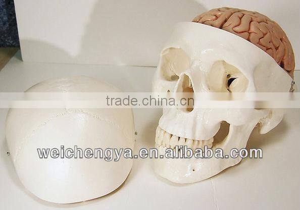 Skull Model With 8 Parts Brain