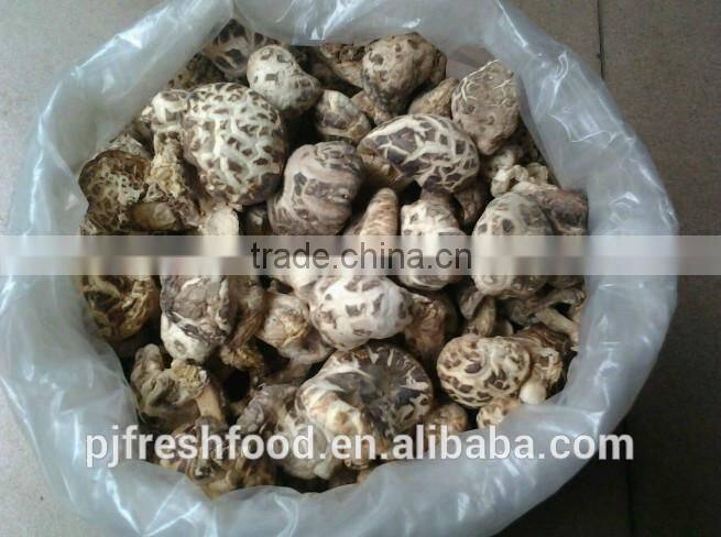Shiitake Mushroom