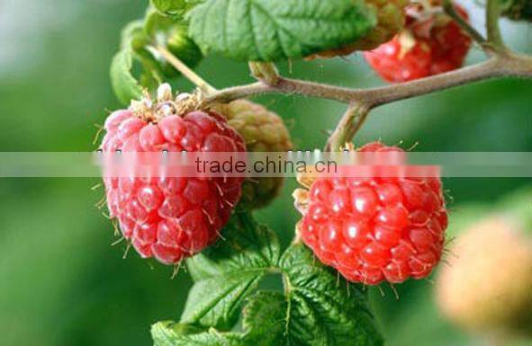 GMP Factory Supply Raspberry Ketones Diet