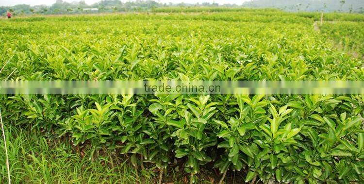 fresh orange tree seedling