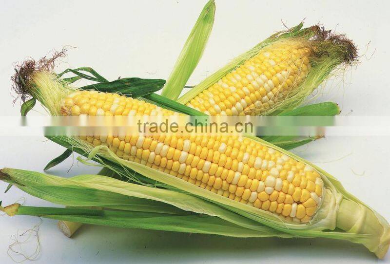 CO04 Gantian no.3 early maturity op yellow sweet corn seeds for sale