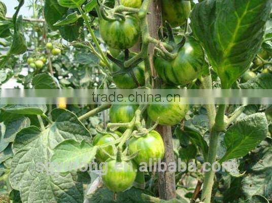 Mid-early maturity high resistant hybrid green tomato seeds Green ball F1