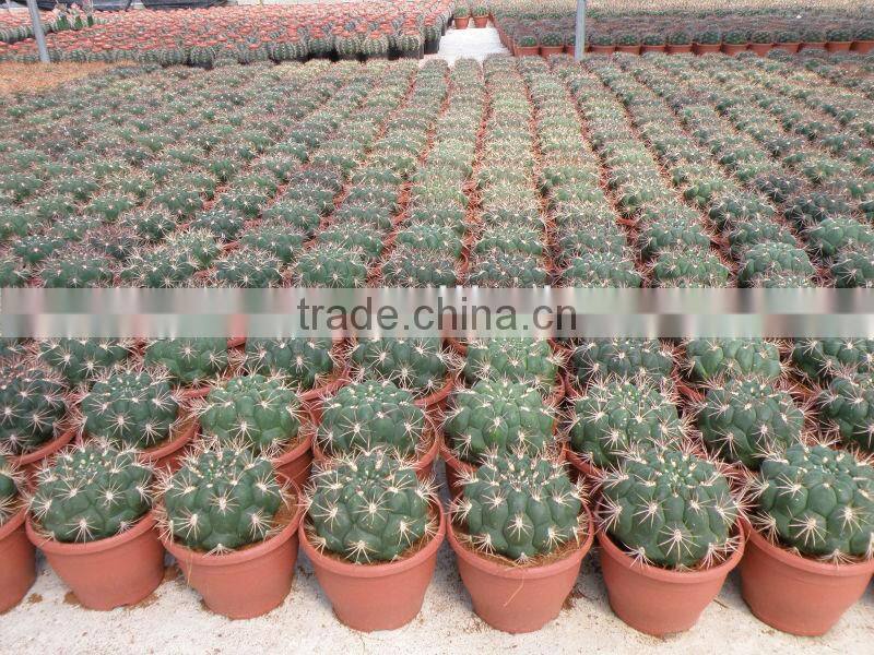 Gymnocalycium saglionis