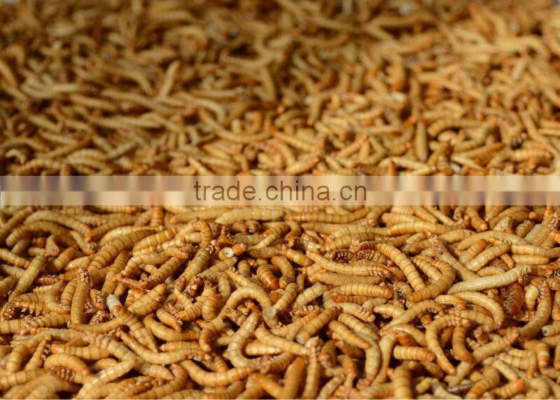 Dried Mealworms For Reptiles Pet Food