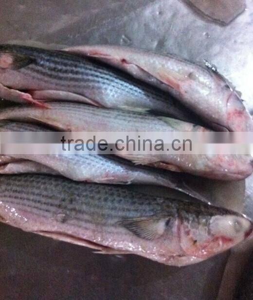 Whole Round Frozen Mullet Fish