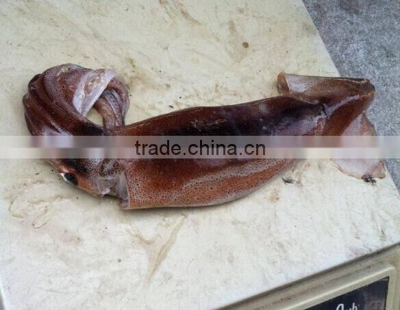 Frozen illex argentinus squid