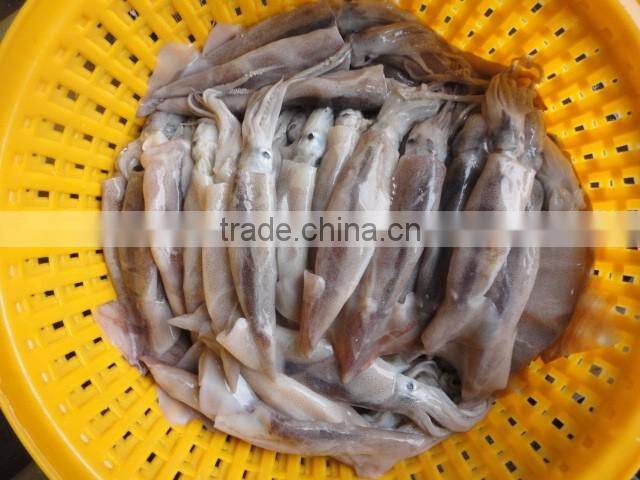 Frozen Illex Squid 200-300g